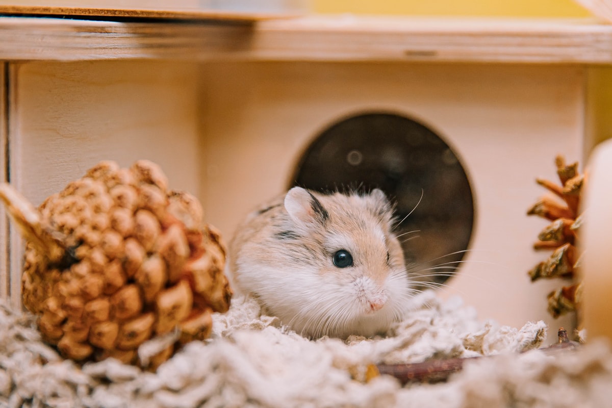 小屋でくつろぐハムスター